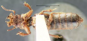 Media type: image;   Entomology 6524 Aspect: habitus ventral view